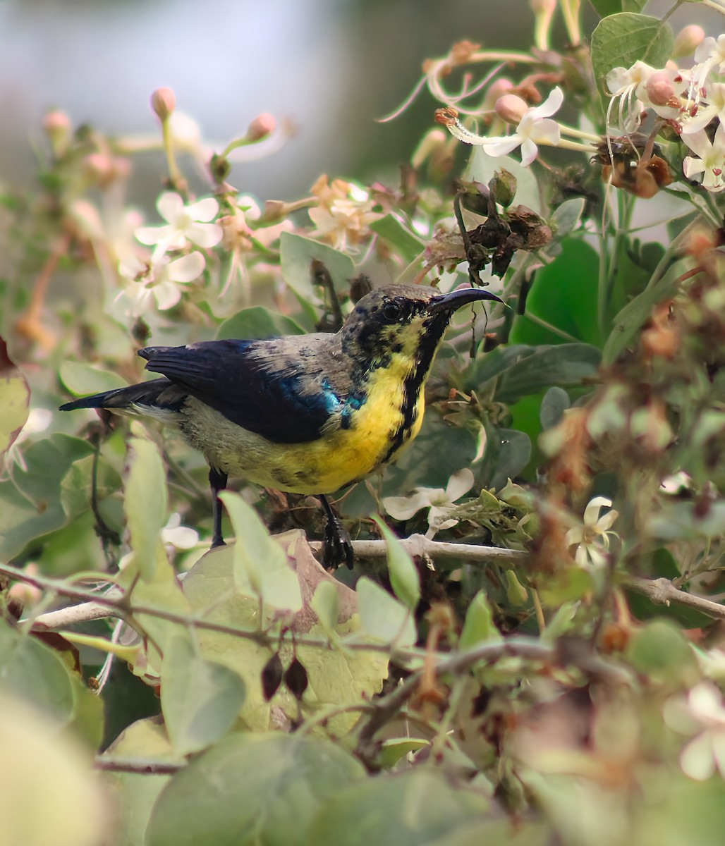 Атласная нектарница - ML647065278