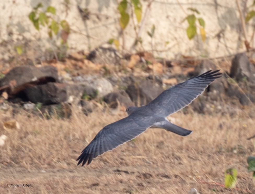 Тювик - ML647065279