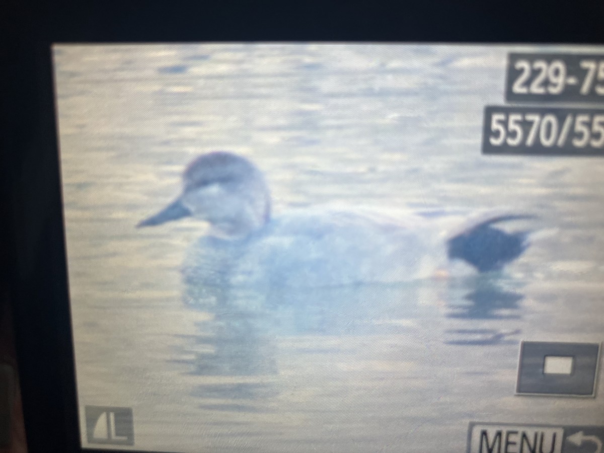 Серая утка - ML647065280