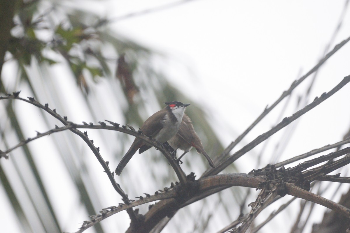 Красноухий бюльбюль - ML647065281