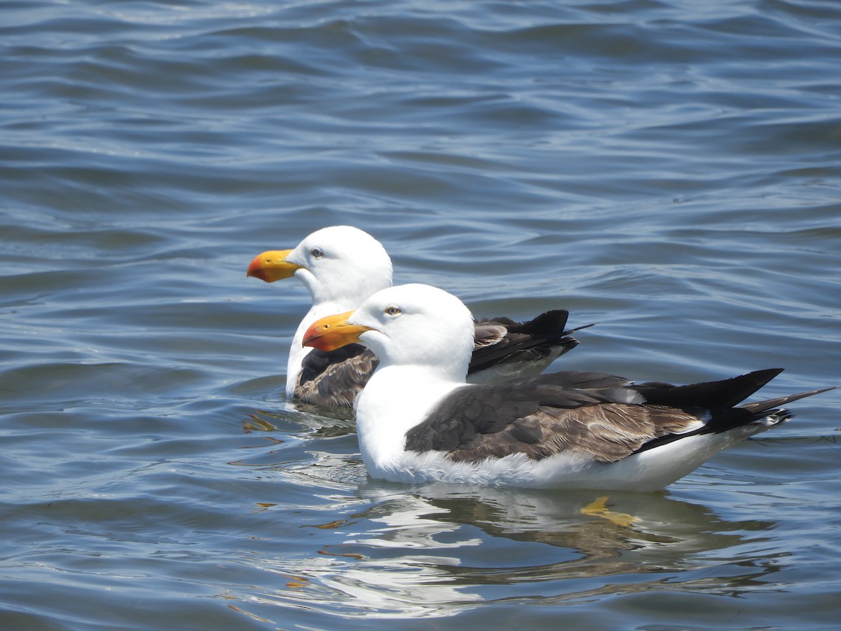 Большеклювая чайка - ML647065282