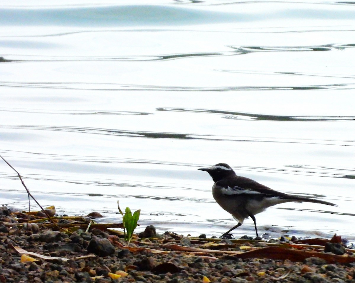 Белобровая трясогузка - ML647065283