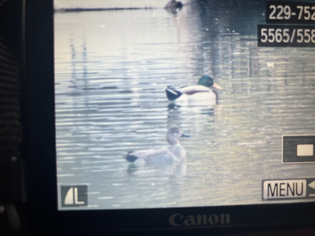 Серая утка - ML647065284