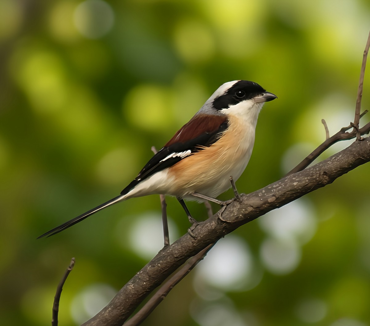 Индийский жулан - ML647065285