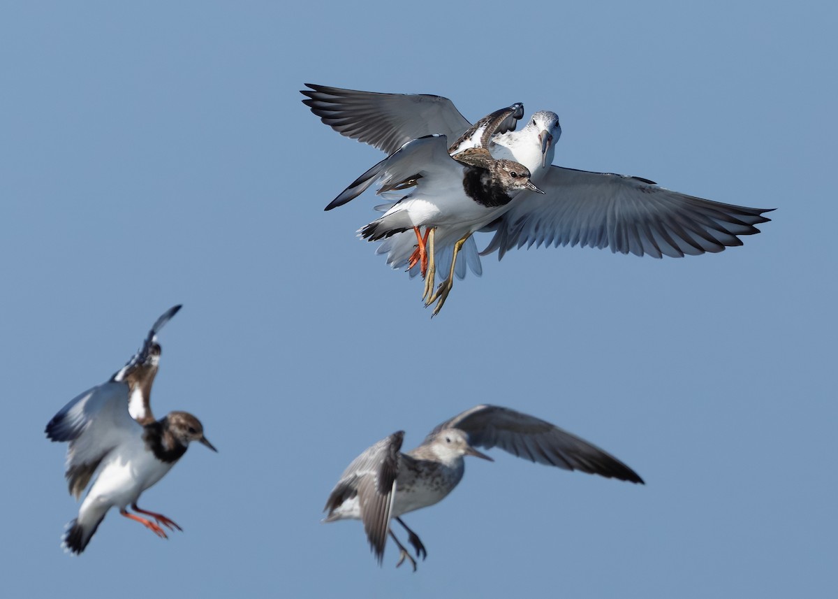 Охотский улит - ML647065286