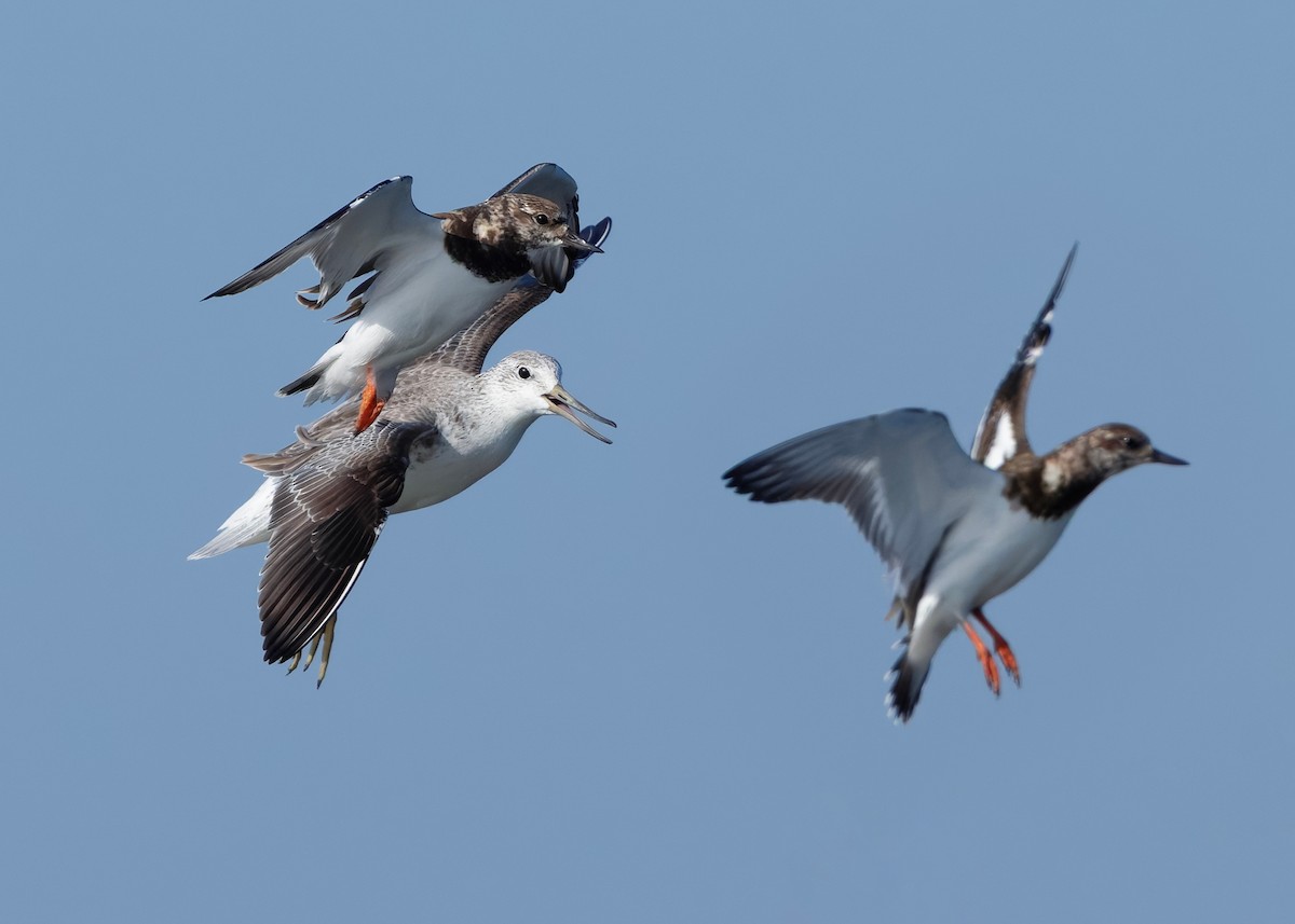 Охотский улит - ML647065287