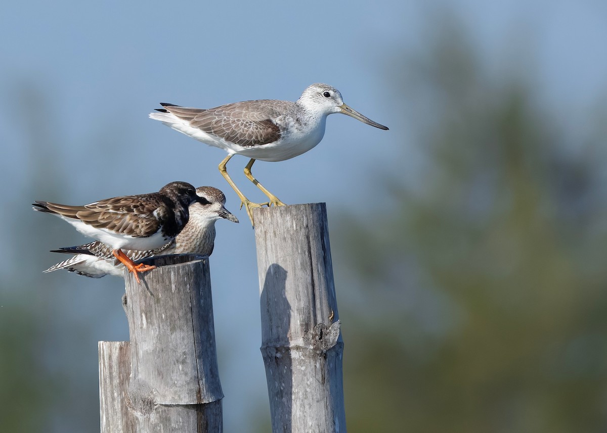 Охотский улит - ML647065288