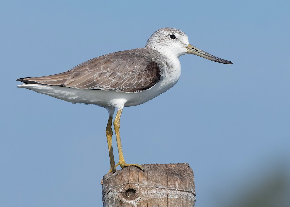 Охотский улит - ML647065289