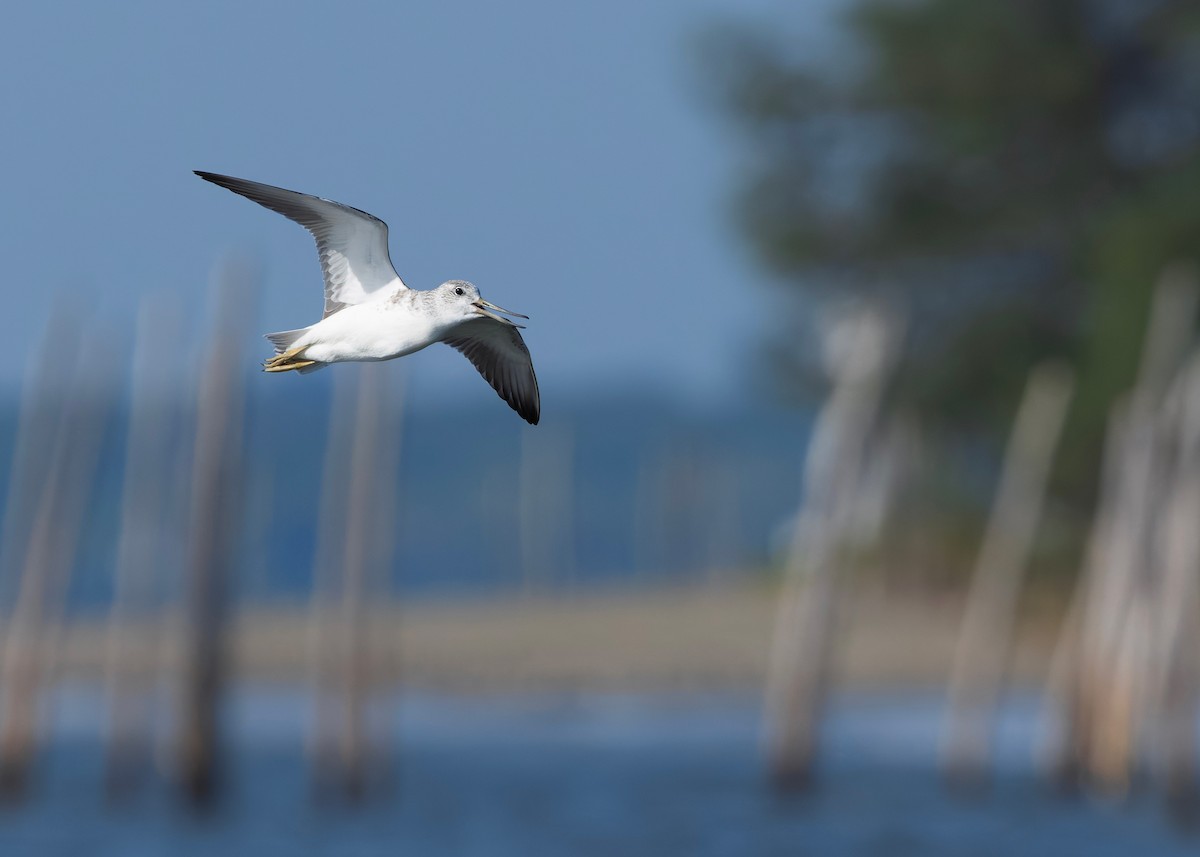 Охотский улит - ML647065290