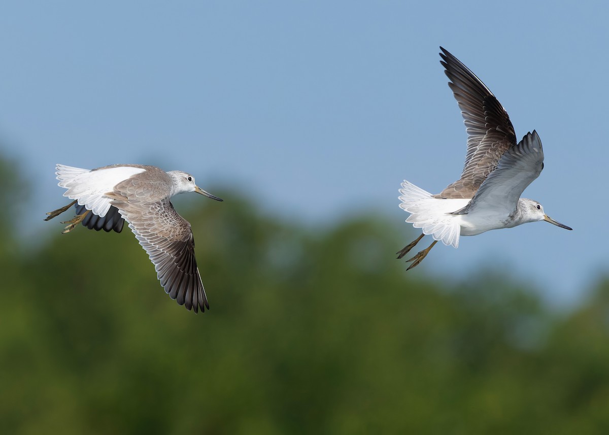 Охотский улит - ML647065291