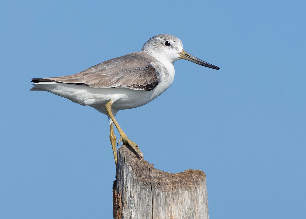 Охотский улит - ML647065292