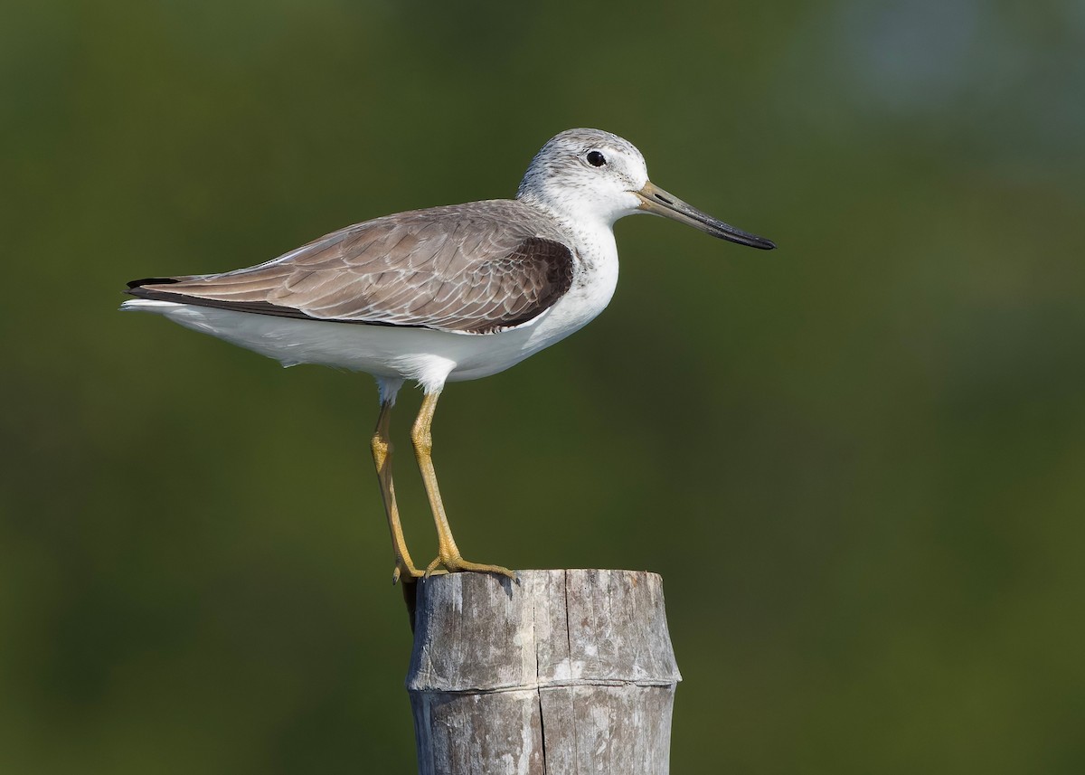 Охотский улит - ML647065293