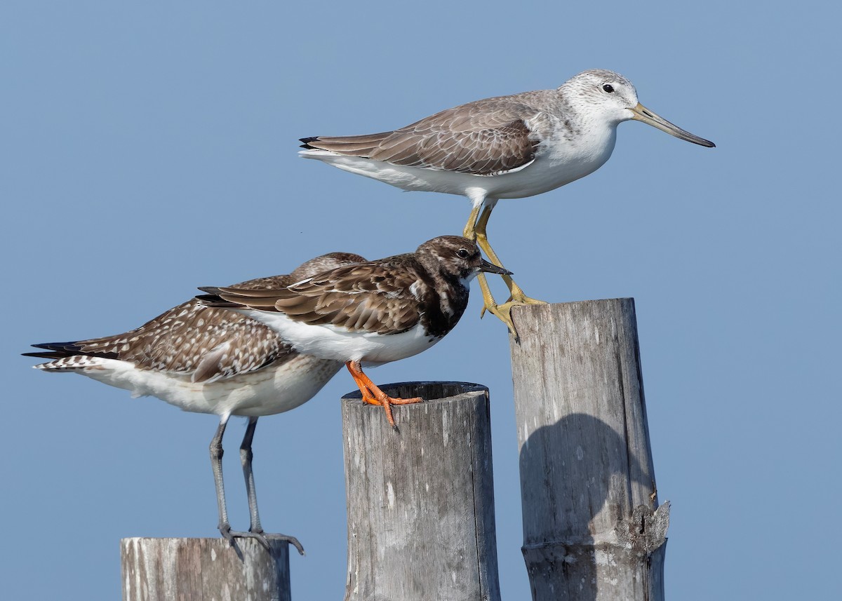 Охотский улит - ML647065294