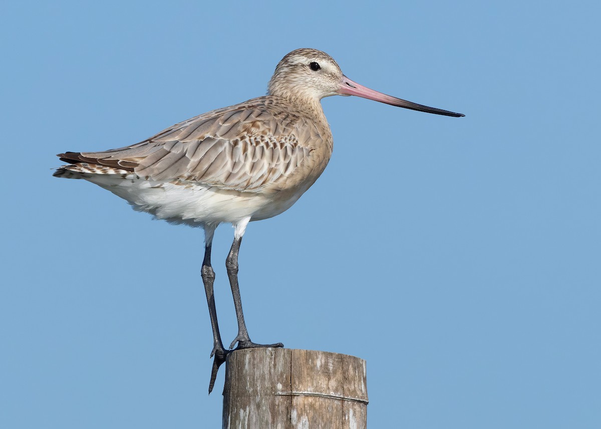 Малый веретенник - ML647065295