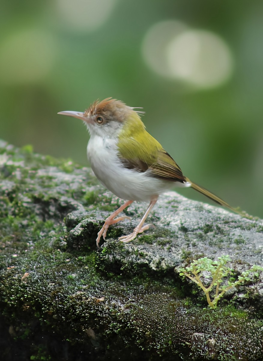 Красношапочная портниха - ML647065296