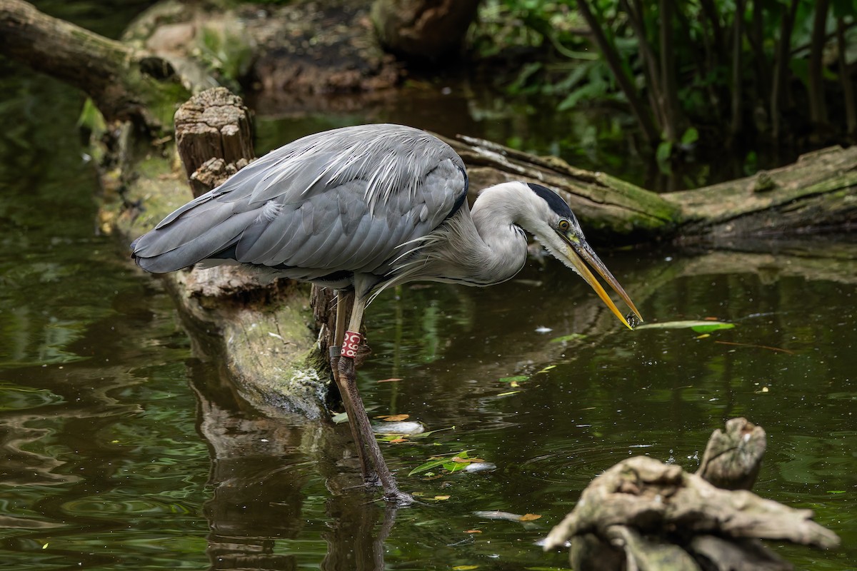 Серая цапля - ML647065297