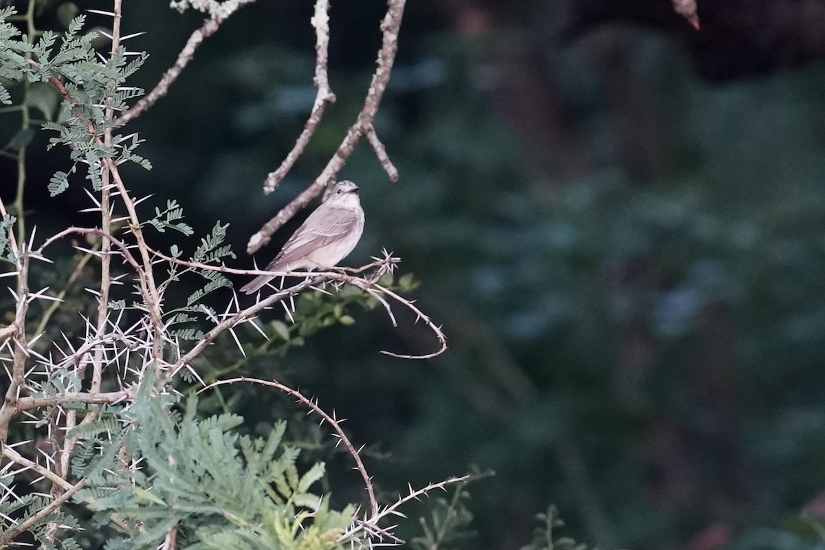 Серая мухоловка - ML647065298