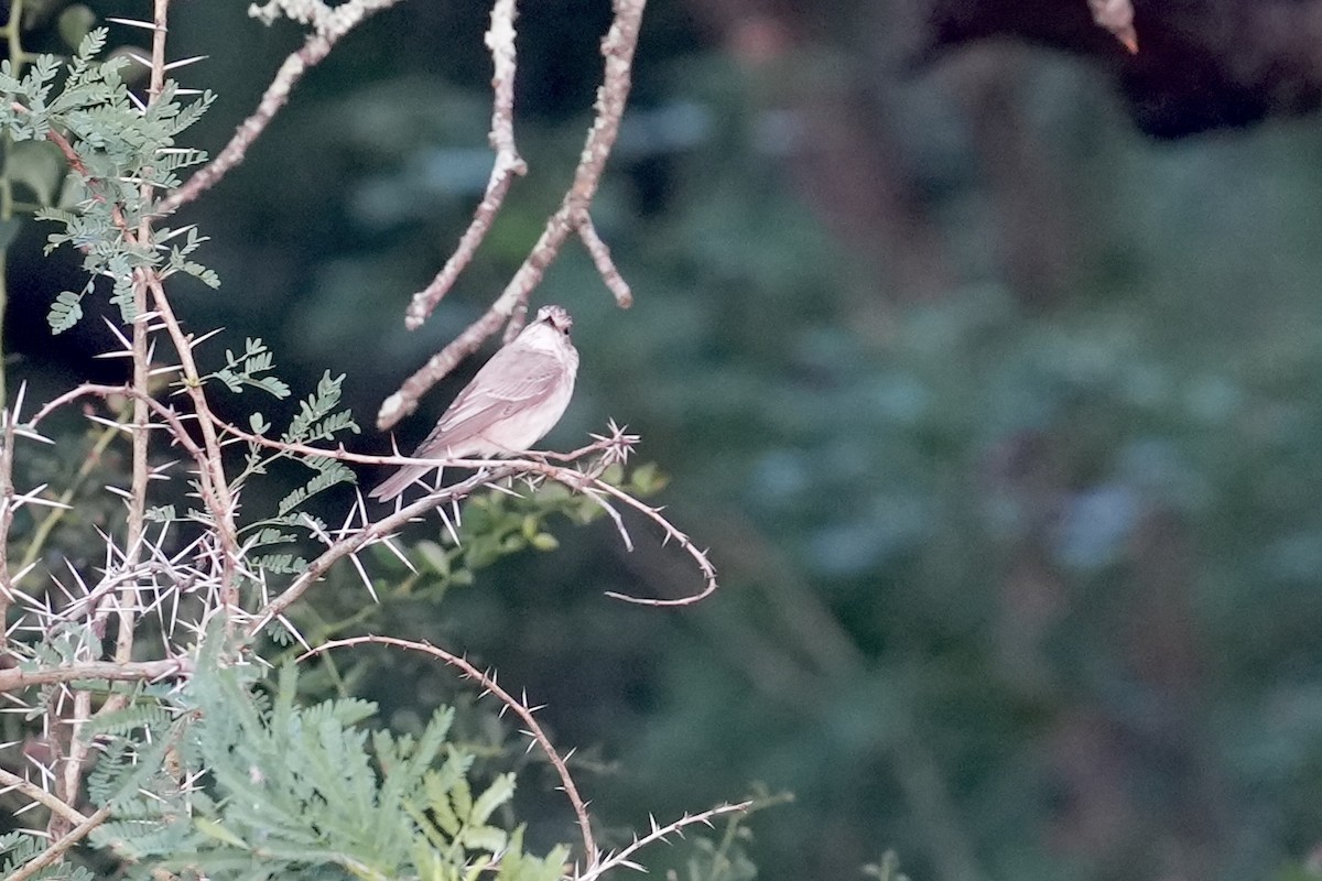 Серая мухоловка - ML647065299