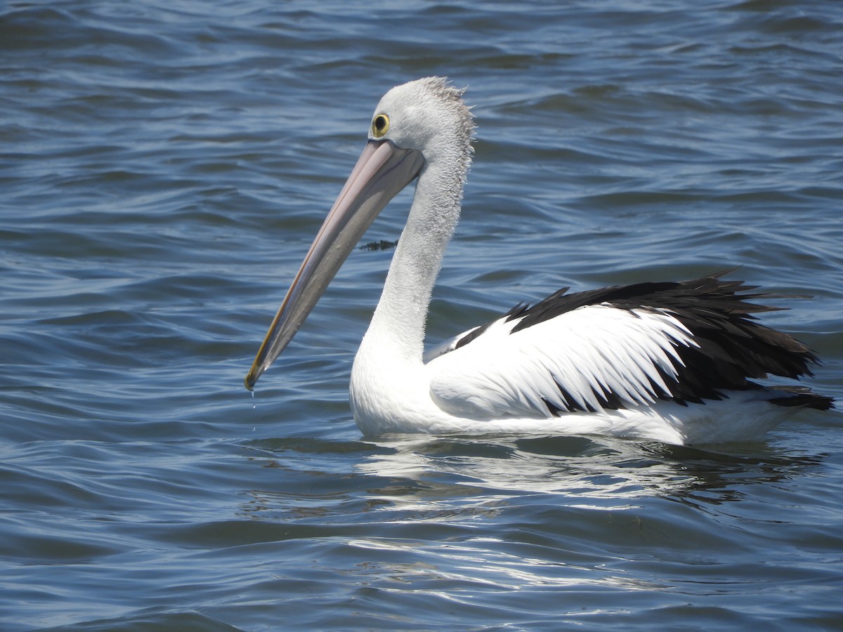 Австралийский пеликан - ML647065302