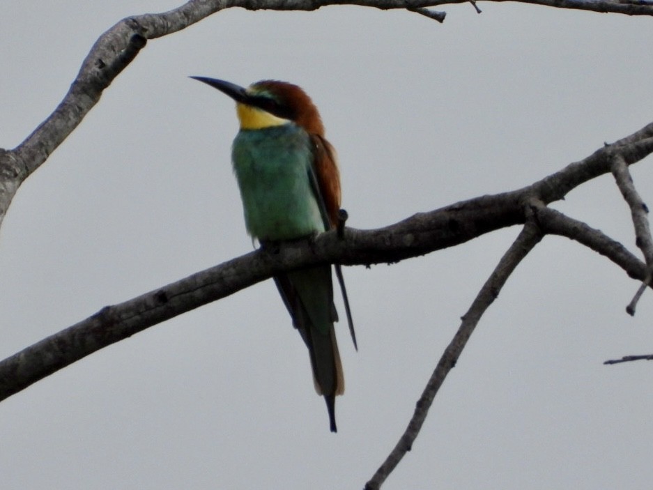 Золотистая щурка - ML647065307