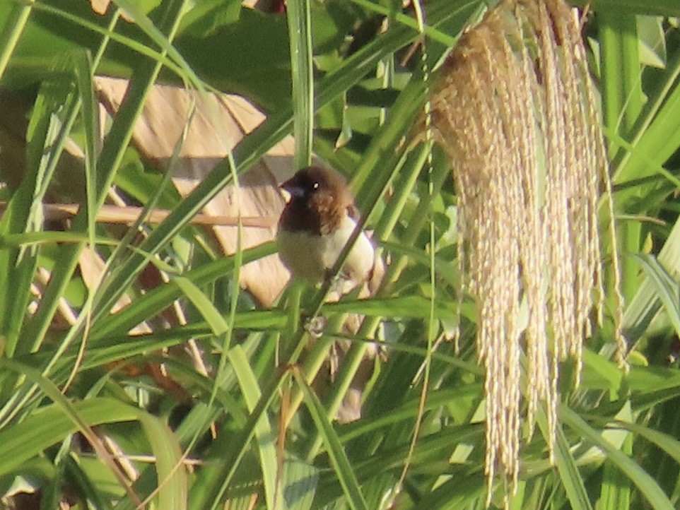 Острохвостая муния - ML647065308