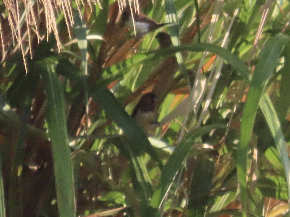 Острохвостая муния - ML647065309