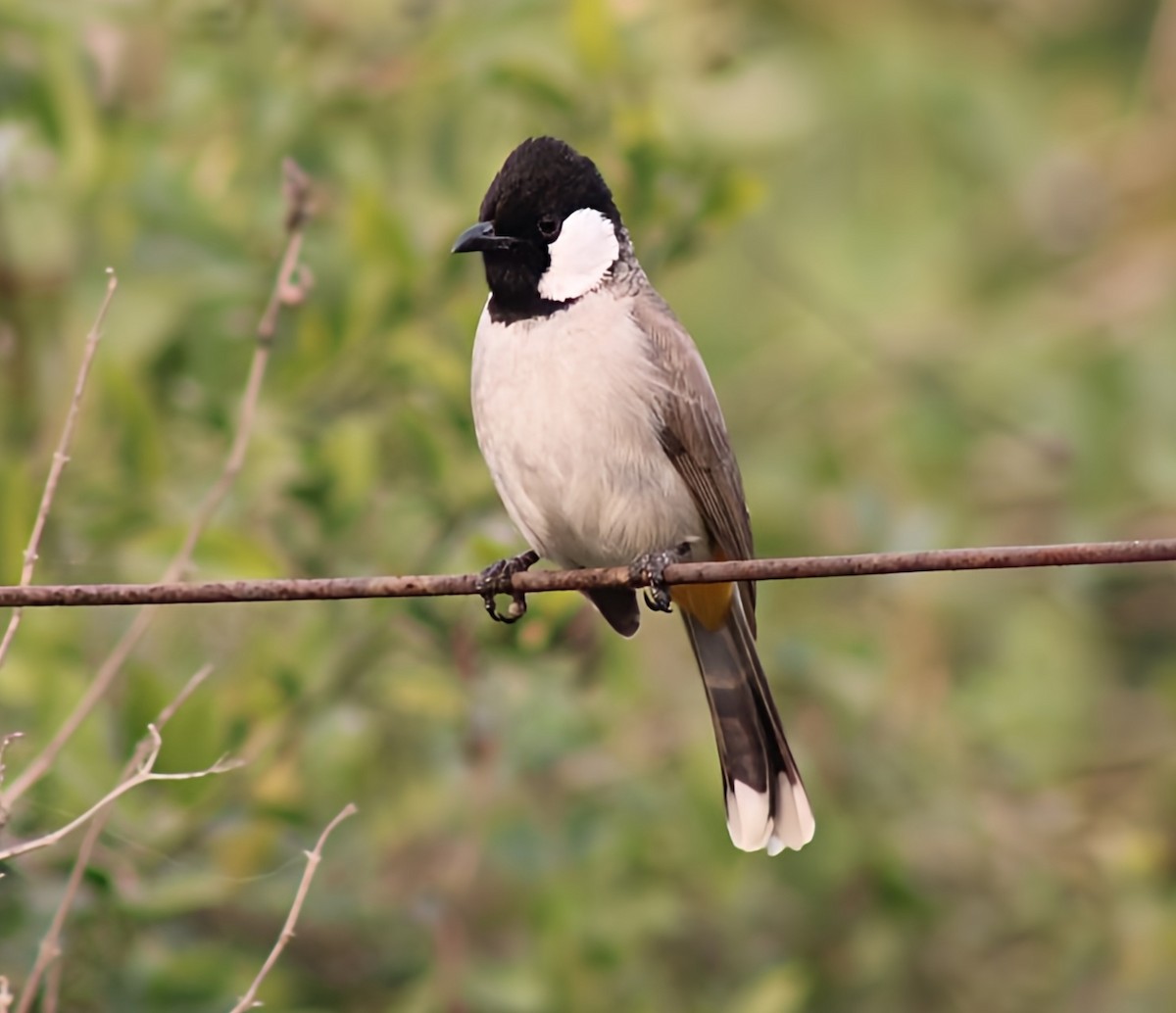 Белоухий бюльбюль - ML647065310