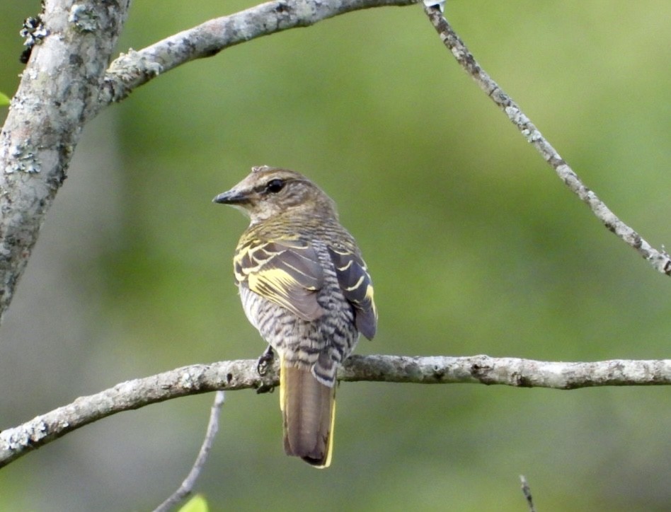 Black Cuckooshrike - ML647065313