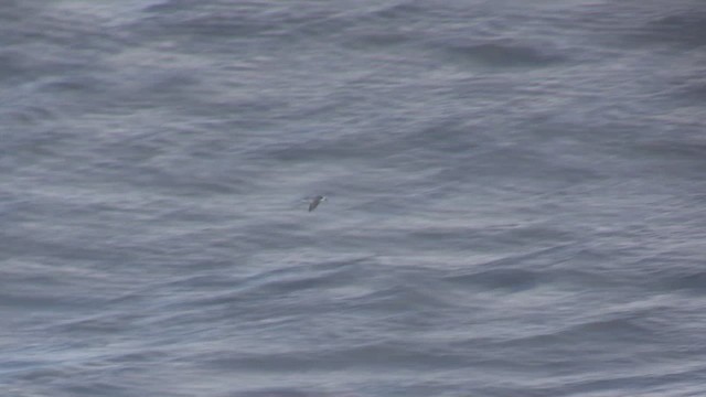 buřňák kapradinový - ML647065315