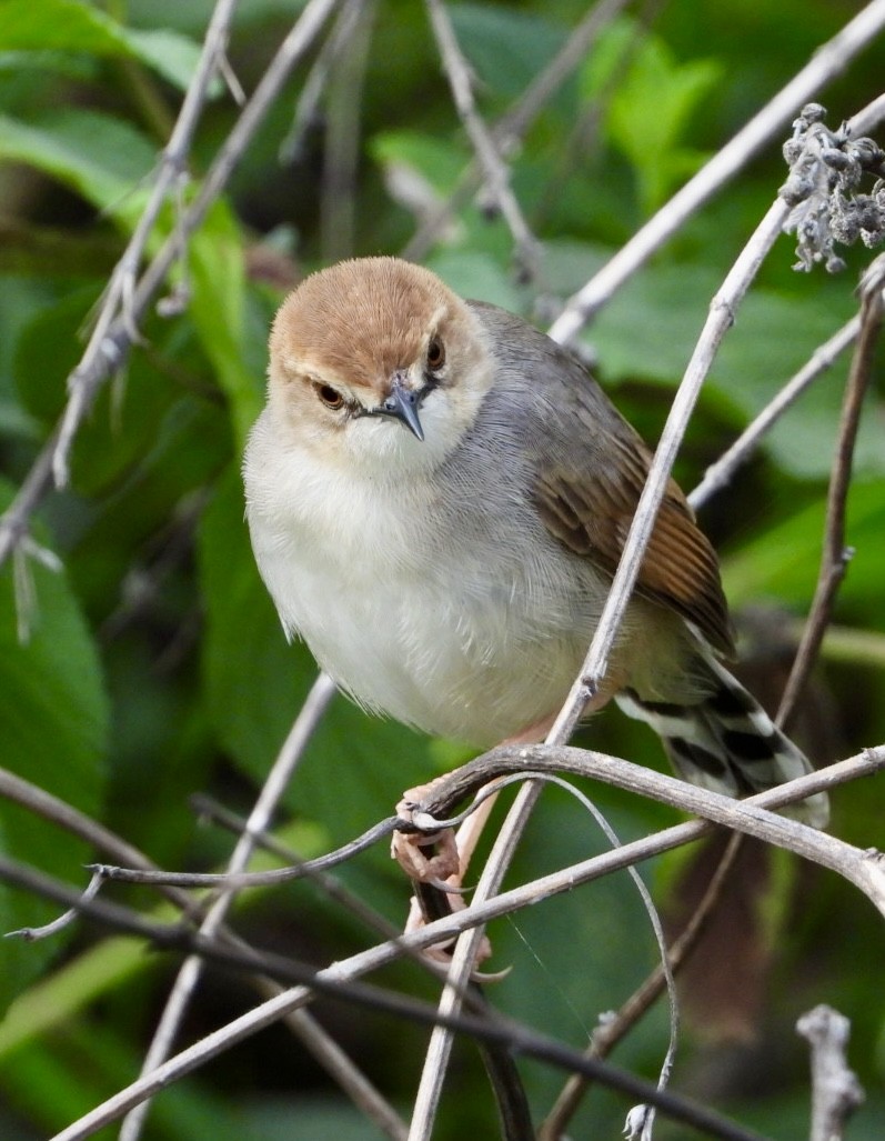 Singing Cisticola - ML647065327