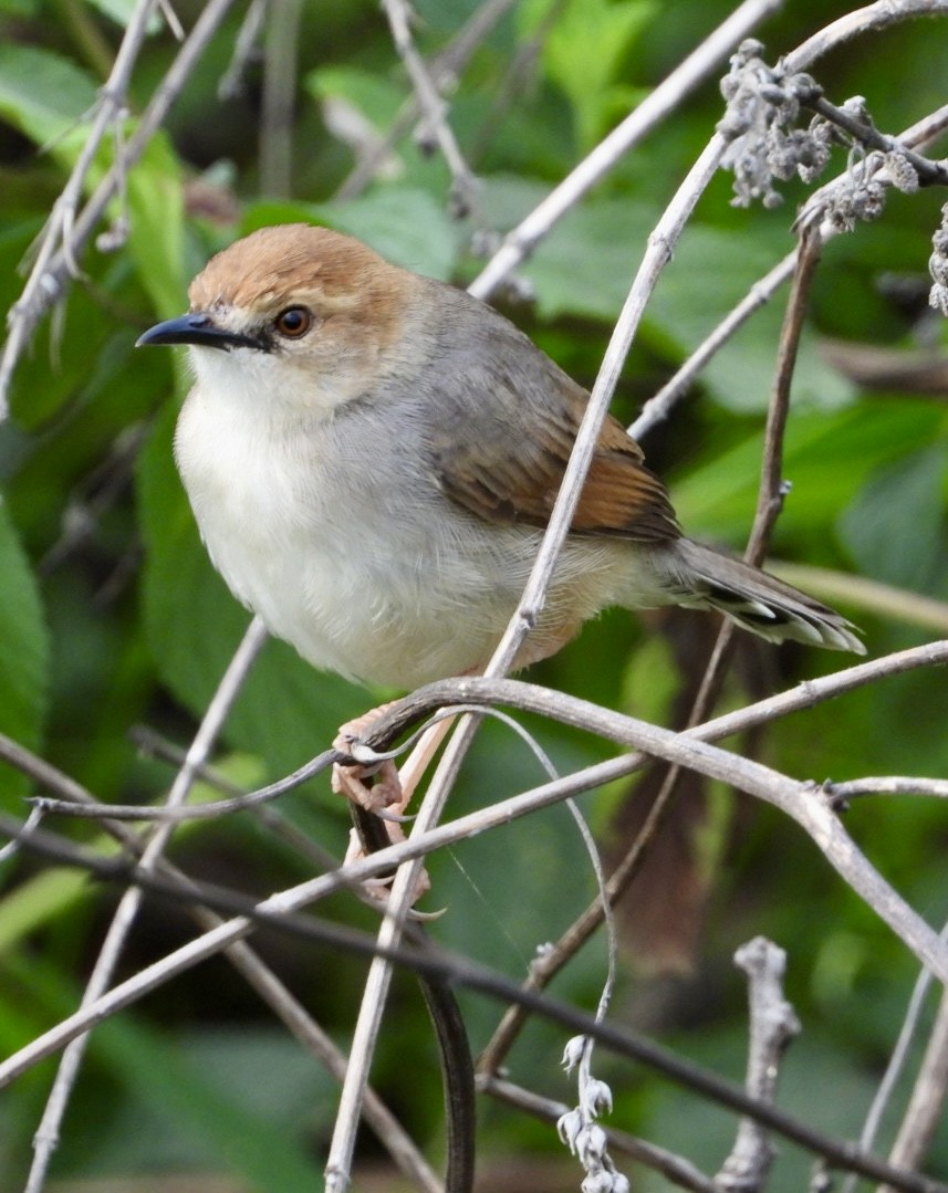 Singing Cisticola - ML647065328
