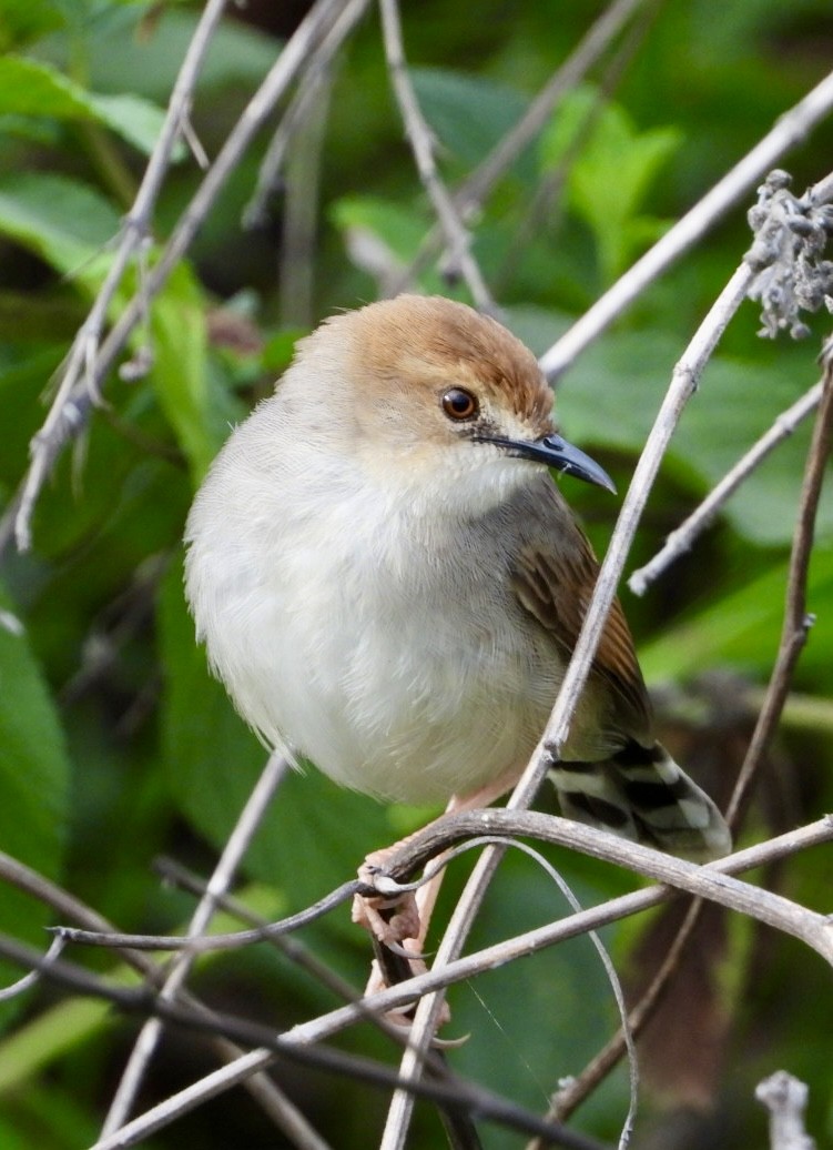 Singing Cisticola - ML647065329