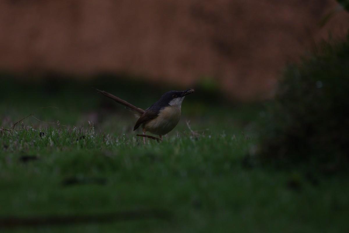 Ashy Prinia - ML647065330
