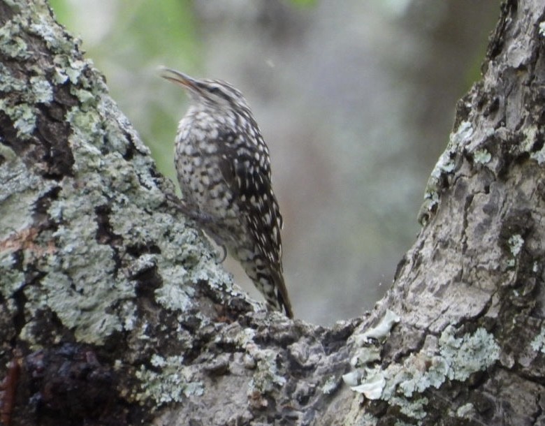 African Spotted Creeper - ML647065331