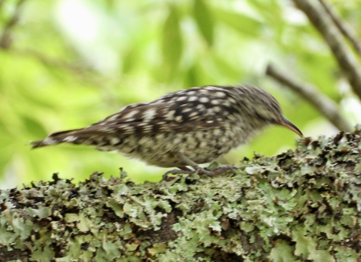 African Spotted Creeper - ML647065332