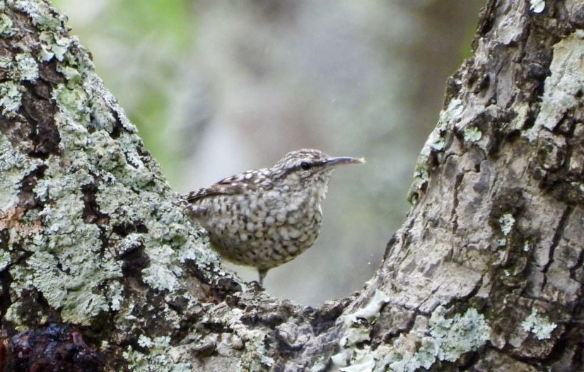 African Spotted Creeper - ML647065333