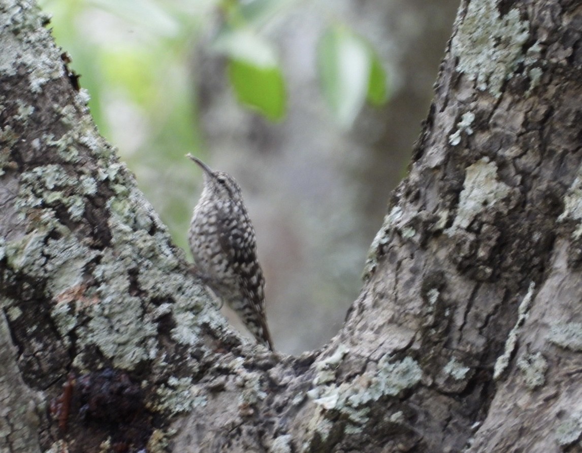 African Spotted Creeper - ML647065334