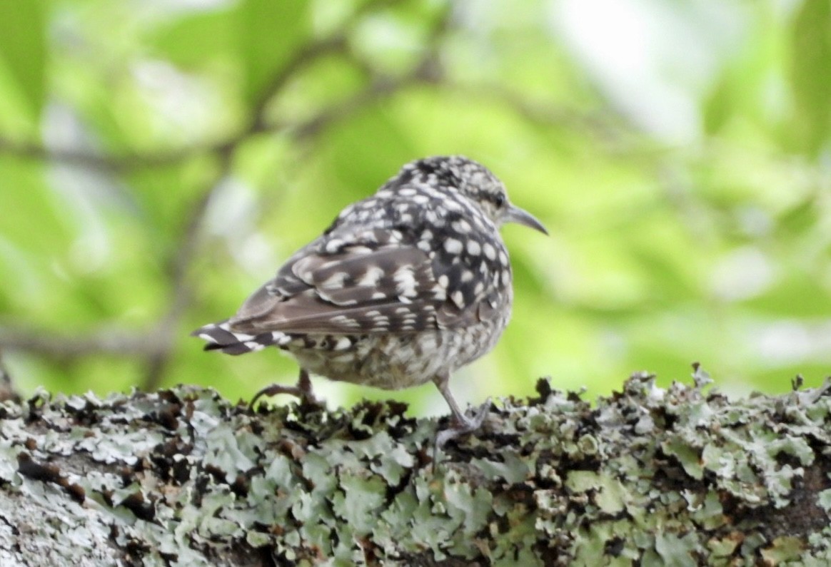 African Spotted Creeper - ML647065335
