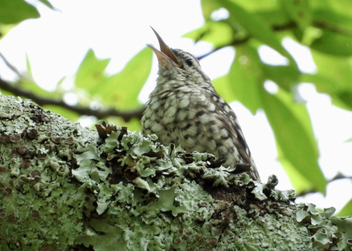 African Spotted Creeper - ML647065336