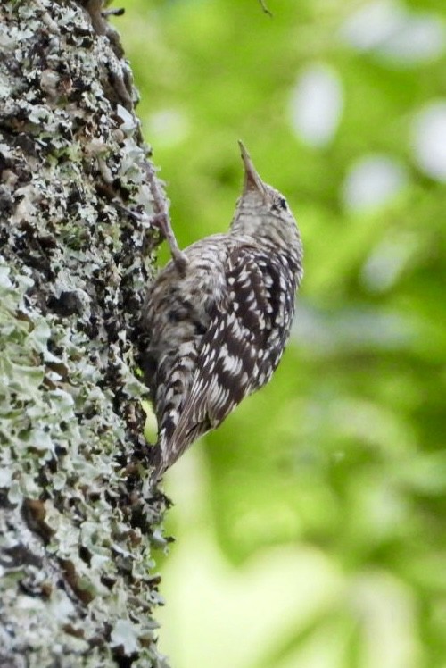 African Spotted Creeper - ML647065337