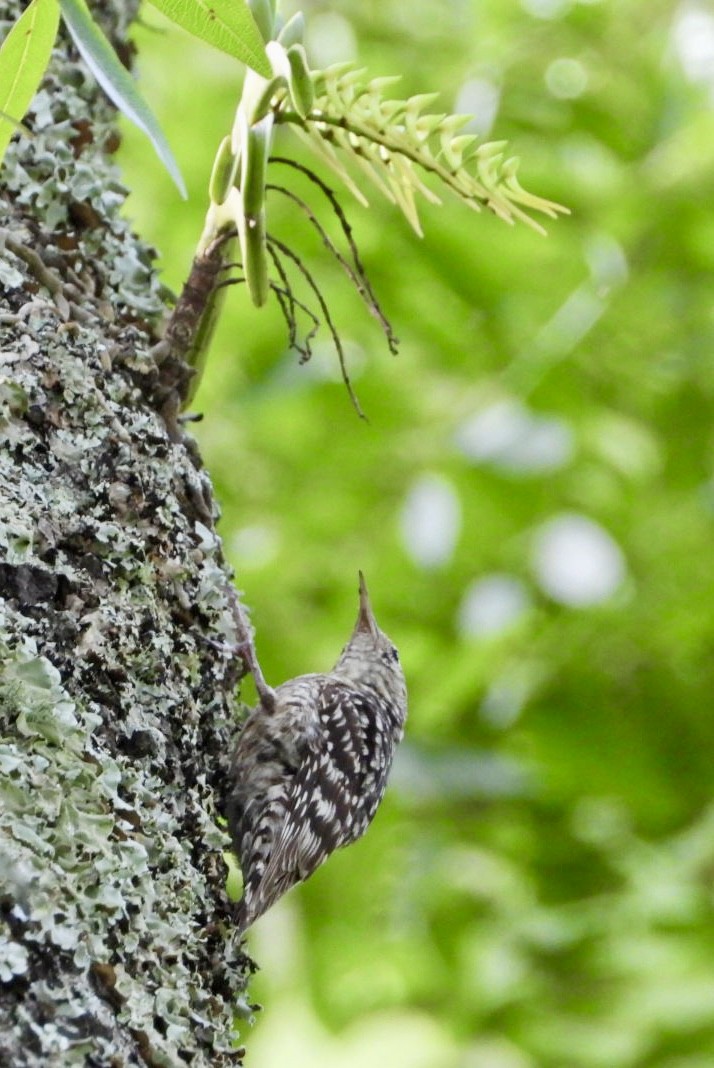 African Spotted Creeper - ML647065338