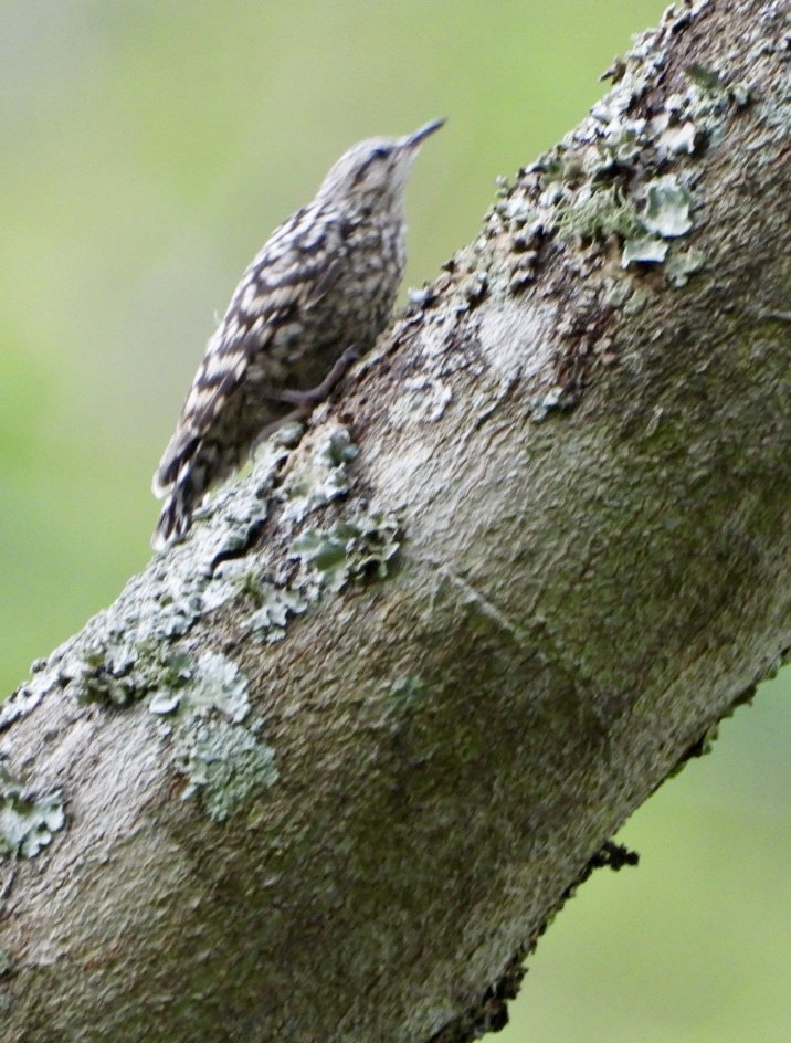 African Spotted Creeper - ML647065339