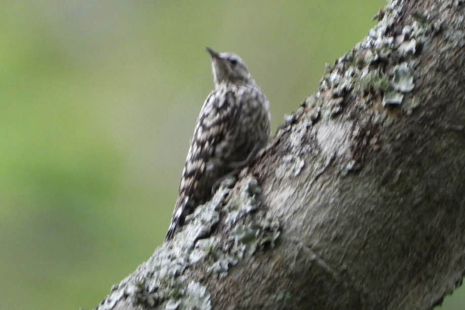 African Spotted Creeper - ML647065340