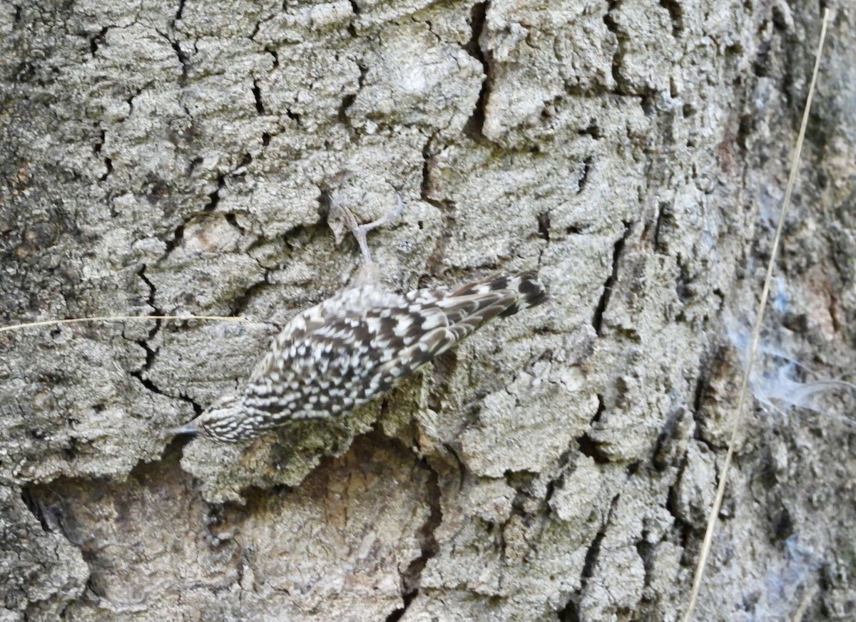 African Spotted Creeper - ML647065341