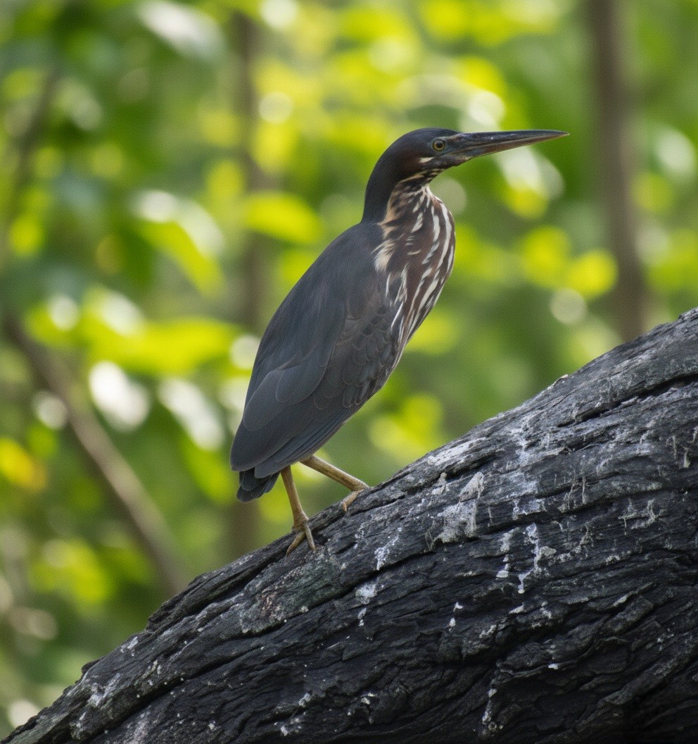 Black Bittern - ML647065346