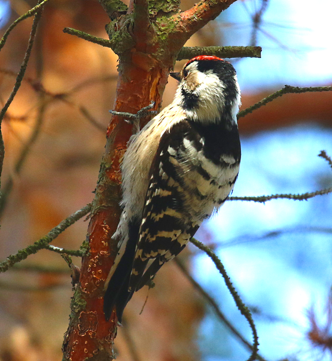 Lesser Spotted Woodpecker - ML647065347