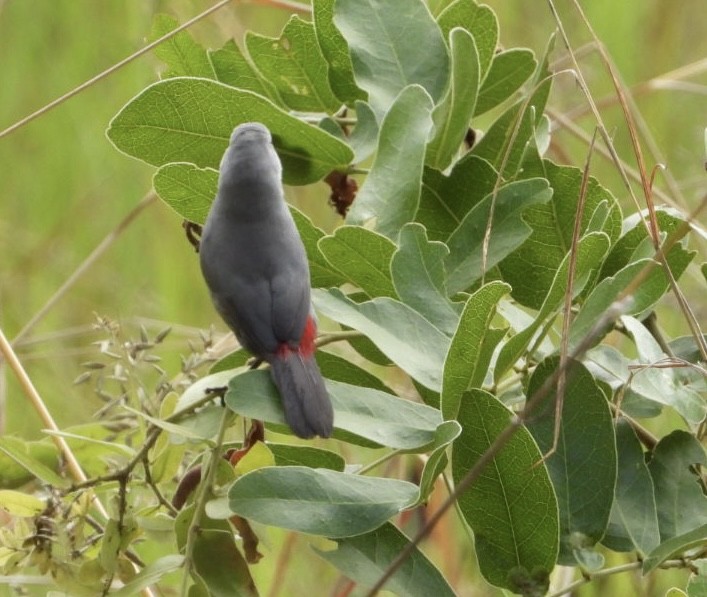 Black-tailed Waxbill - ML647065349
