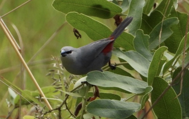 Black-tailed Waxbill - ML647065350