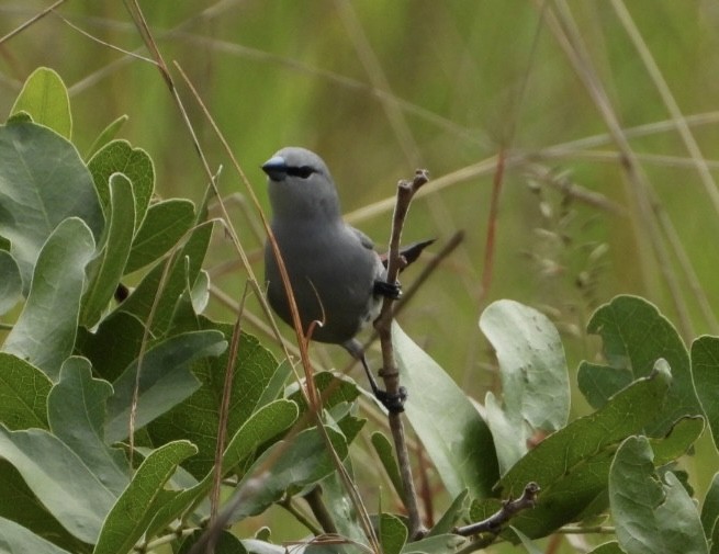 Black-tailed Waxbill - ML647065351