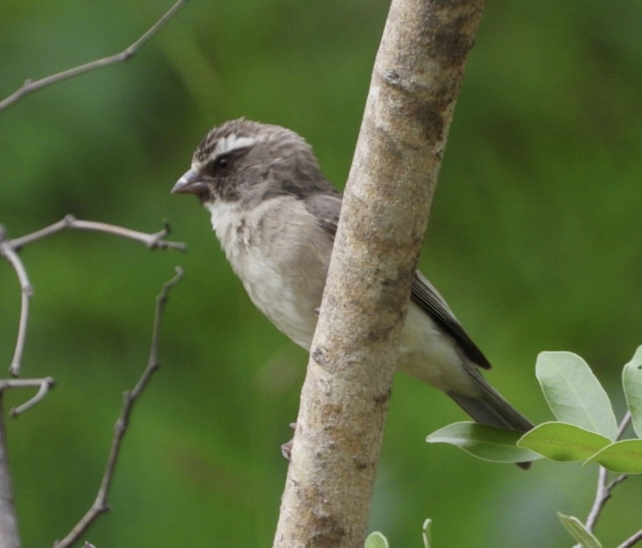 Streaky-headed Seedeater - ML647065353